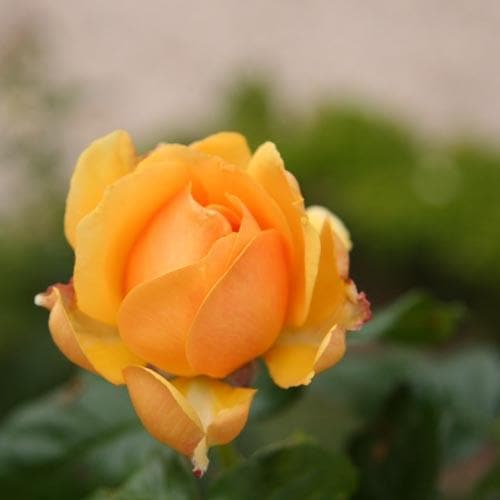  Rosa Amber Queen - Floribunda Shrub Rose