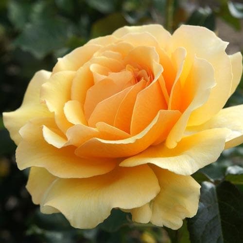  Rosa Amber Queen - Floribunda Shrub Rose