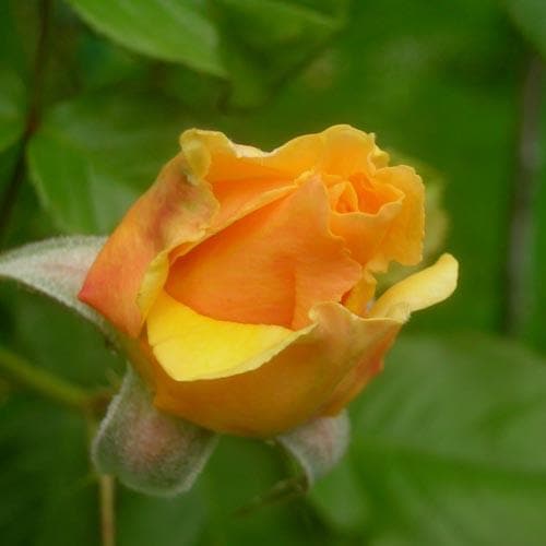  Rosa Amber Queen - Floribunda Shrub Rose