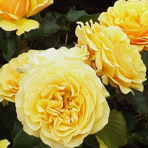  Rosa Amber Queen - Floribunda Shrub Rose
