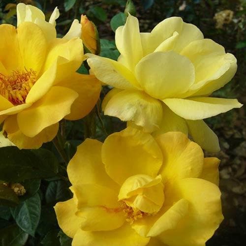  Rosa Arthur Bell - Floribunda Shrub Rose
