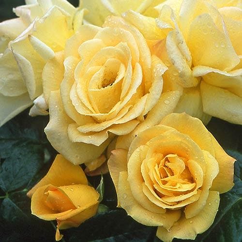  Rosa Arthur Bell - Floribunda Shrub Rose