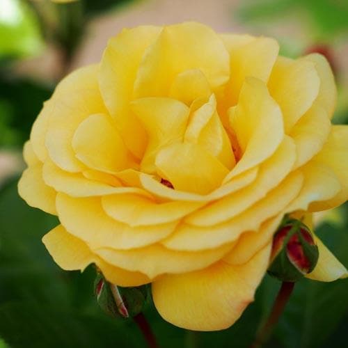  Rosa Arthur Bell - Floribunda Climbing Rose
