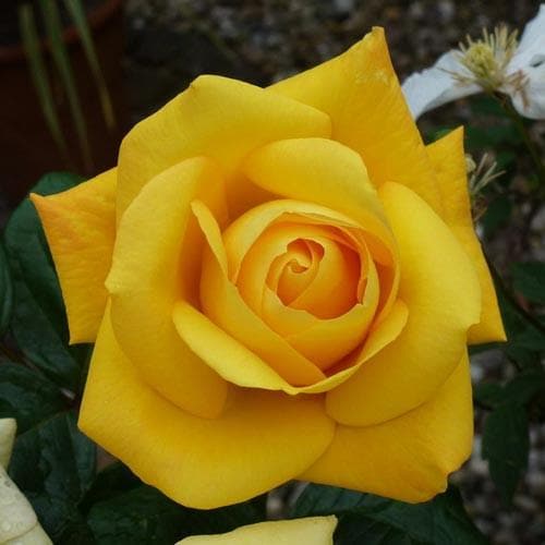  Rosa Arthur Bell - Floribunda Climbing Rose