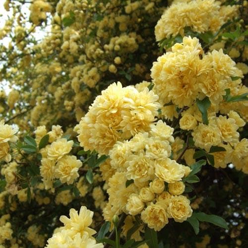  Rosa Banksiae Lutea - Rambling Rose