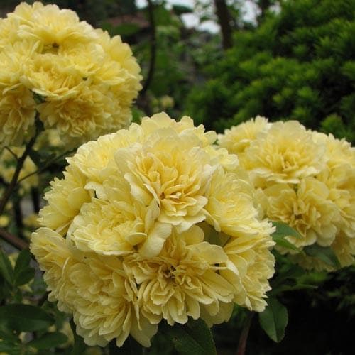  Rosa Banksiae Lutea - Rambling Rose