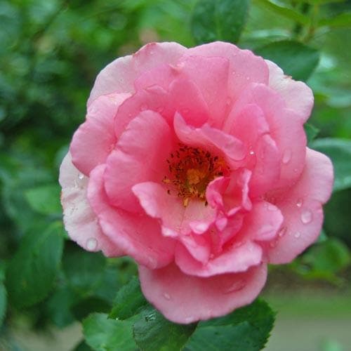  Rosa Bantry Bay - Climbing Rose