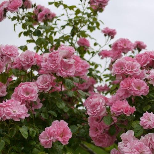  Rosa Bantry Bay - Climbing Rose