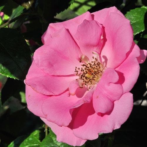  Rosa Bantry Bay - Climbing Rose