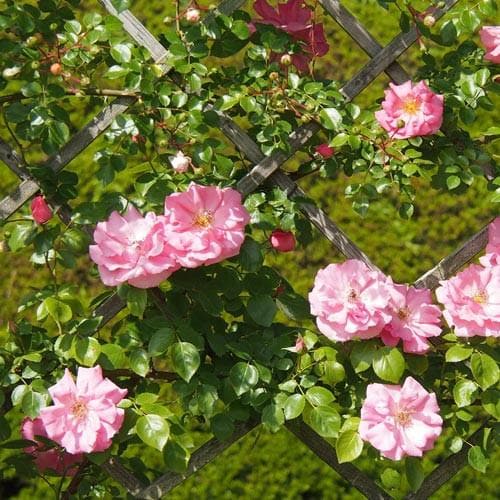  Rosa Bantry Bay - Climbing Rose