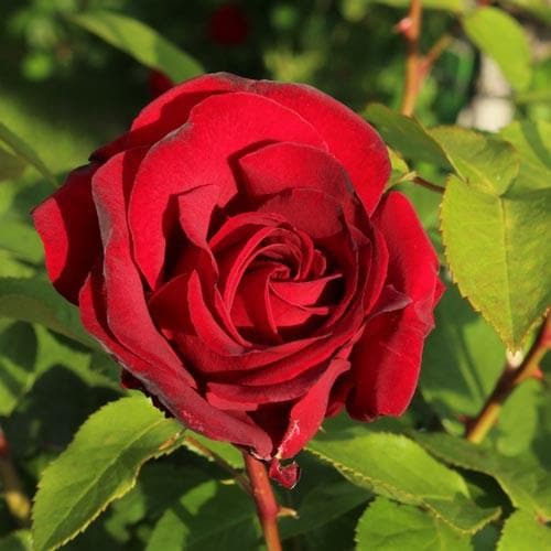 Rosa Benjamin Britten - David Austin Shrub Rose