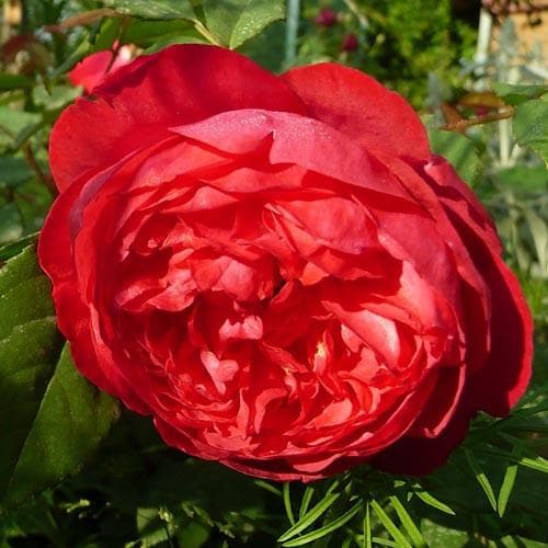  Rosa Benjamin Britten - David Austin Shrub Rose