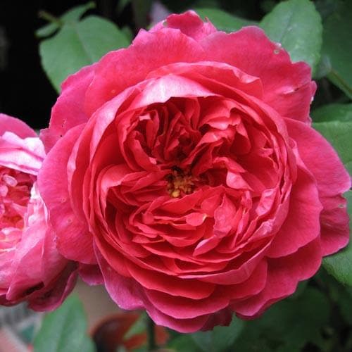 Rosa Benjamin Britten - David Austin Shrub Rose