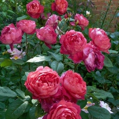  Rosa Benjamin Britten - David Austin Shrub Rose