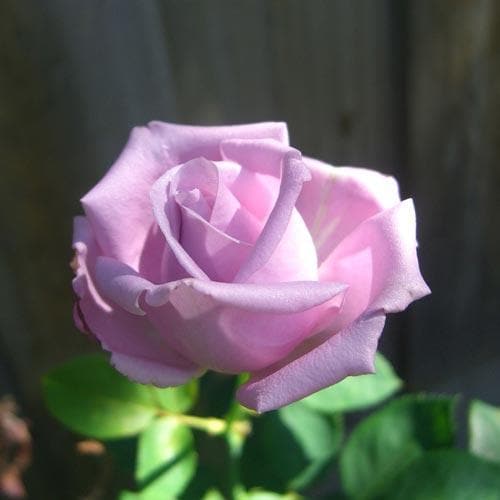  Rosa Blue Moon - Climbing Rose