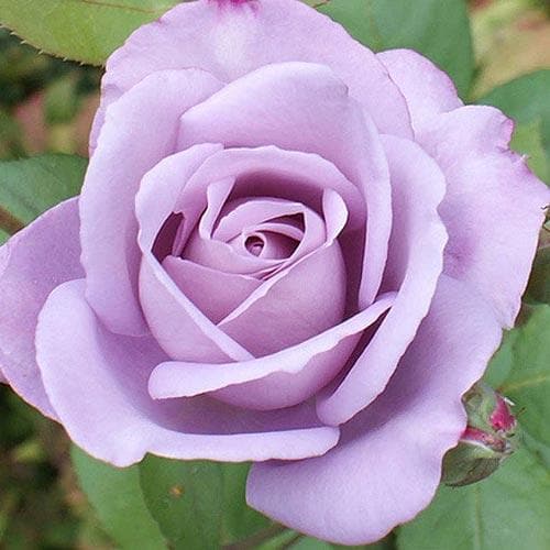  Rosa Blue Moon - Climbing Rose