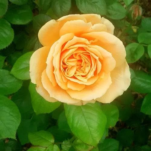  Rosa Easy Going - Floribunda Shrub Rose