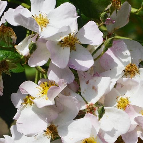  Rosa Francis E. Lester - Rambling Rose