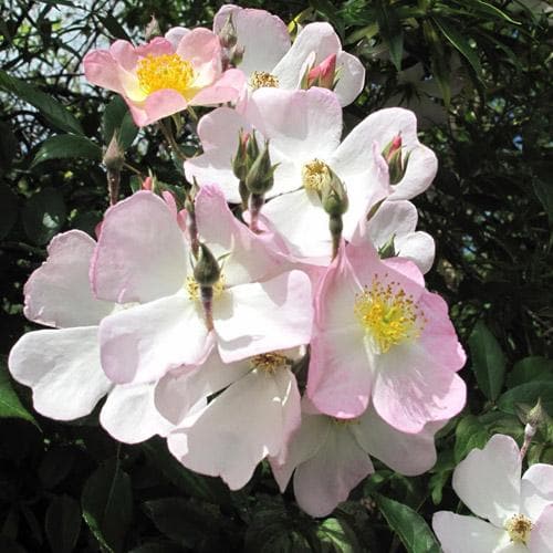  Rosa Francis E. Lester - Rambling Rose