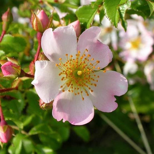  Rosa Grouse - Groundcover Rose