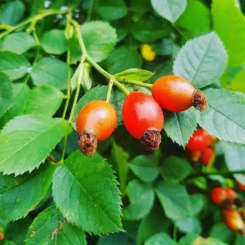  Rosa Grouse - Groundcover Rose