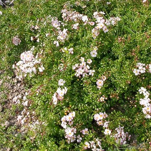  Rosa Grouse - Groundcover Rose