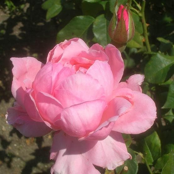  Rosa Queen Elizabeth
