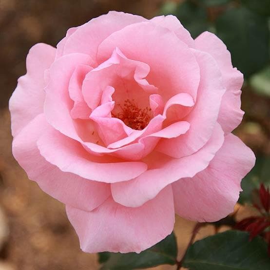  Rosa Queen Elizabeth