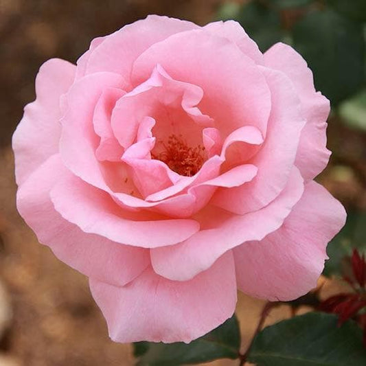  Rosa Queen Elizabeth