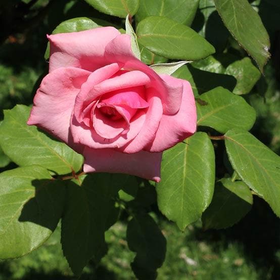 Rosa Queen Elizabeth