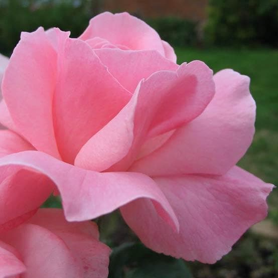  Rosa Queen Elizabeth