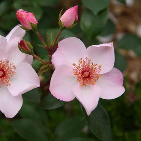  Rosa Rosy Cushion - Modern Shrub Rose