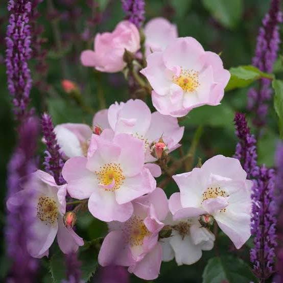  Rosa Rosy Cushion - Modern Shrub Rose