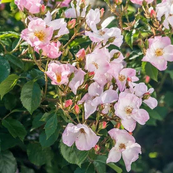  Rosa Rosy Cushion - Modern Shrub Rose