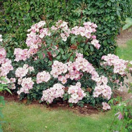  Rosa Rosy Cushion - Modern Shrub Rose