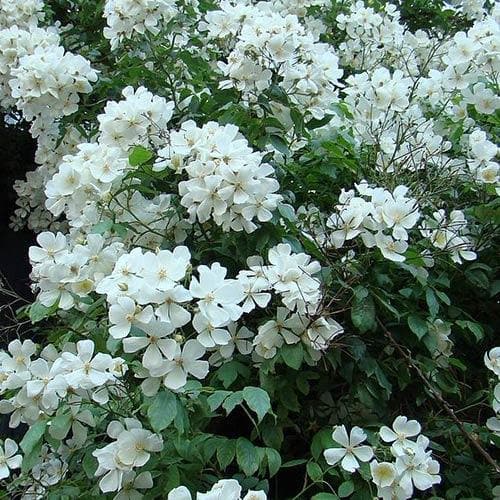  Rosa Sir Cedric Morris - Rambling Rose