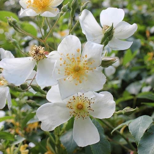  Rosa Sir Cedric Morris - Rambling Rose