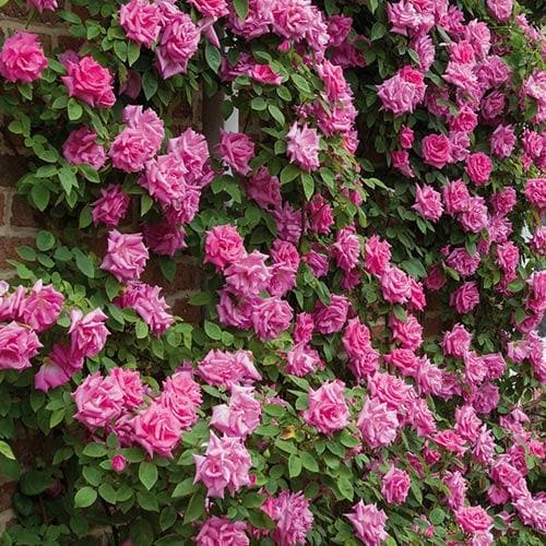  Rosa Zéphirine Drouhin - Climbing Rose