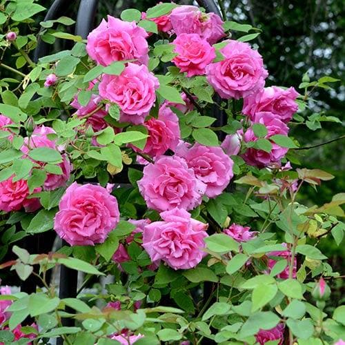  Rosa Zéphirine Drouhin - Climbing Rose