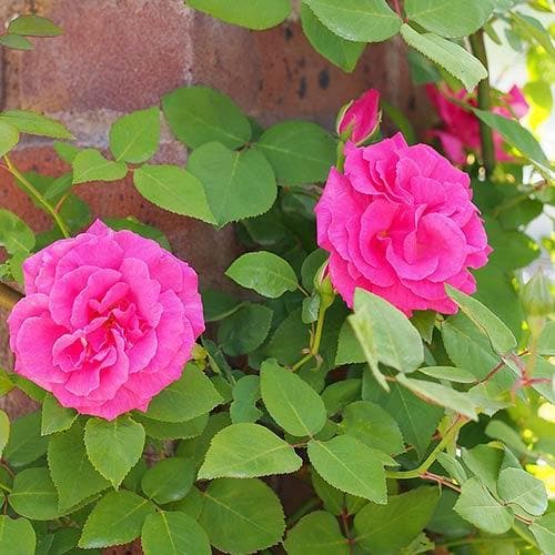  Rosa Zéphirine Drouhin - Climbing Rose