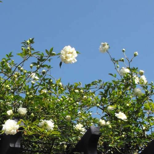  Rosa Banksiae Alba Plena - Rambling Rose