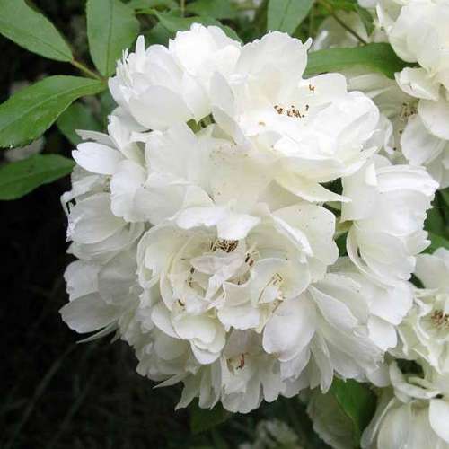  Rosa Banksiae Alba Plena - Rambling Rose