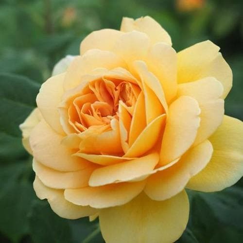  Rosa Golden Celebration - David Austin