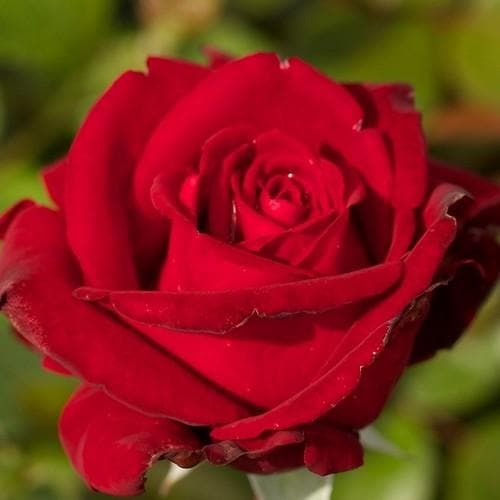  Rosa Ingrid Bergman - Hybrid Tea Shrub Rose