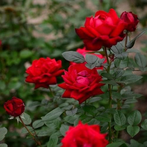  Rosa Ingrid Bergman - Hybrid Tea Shrub Rose