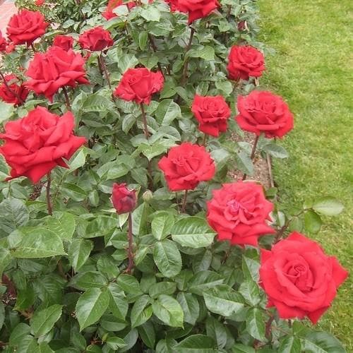  Rosa Ingrid Bergman - Hybrid Tea Shrub Rose