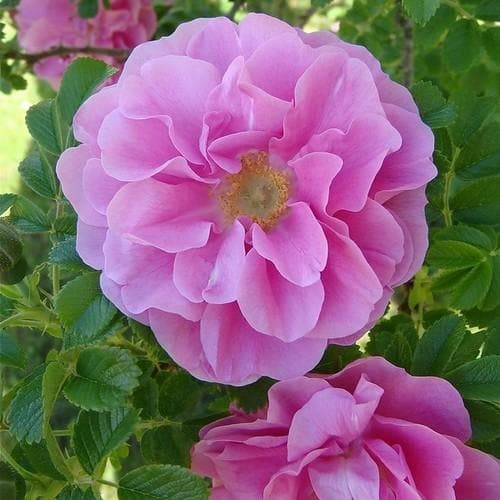  Rosa Jens Munk - Rugosa Rose