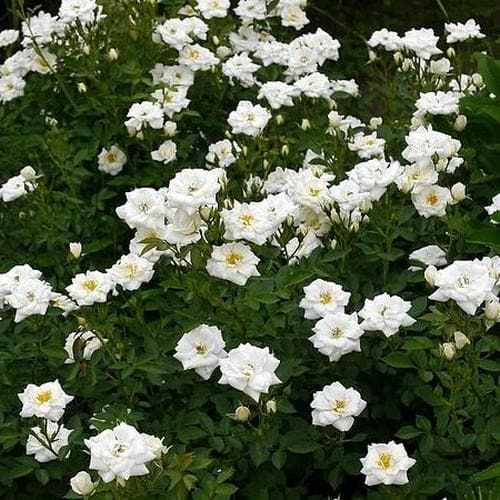  Rosa Kent (Pyrenees) - Groundcover Rose