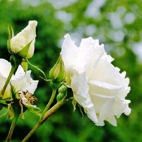  Rosa Paul's Lemon Pillar - Climbing Rose