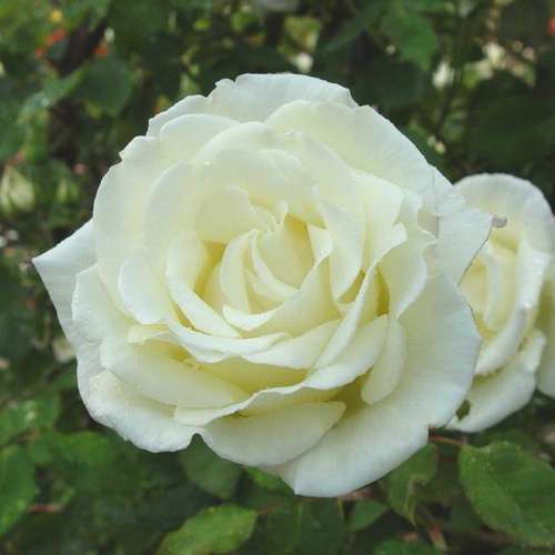  Rosa Paul's Lemon Pillar - Climbing Rose